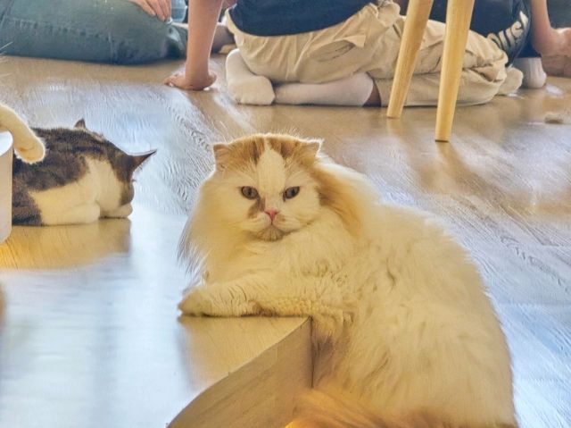 Mali Cat Cafe Bangsaen, Chonburi 
