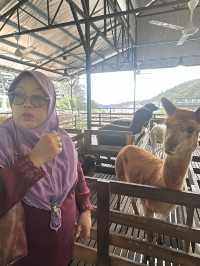 Family bonding @ Cameron Highland