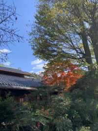 【京都🇯🇵】紅葉🍁が美しい秋の永観堂へ