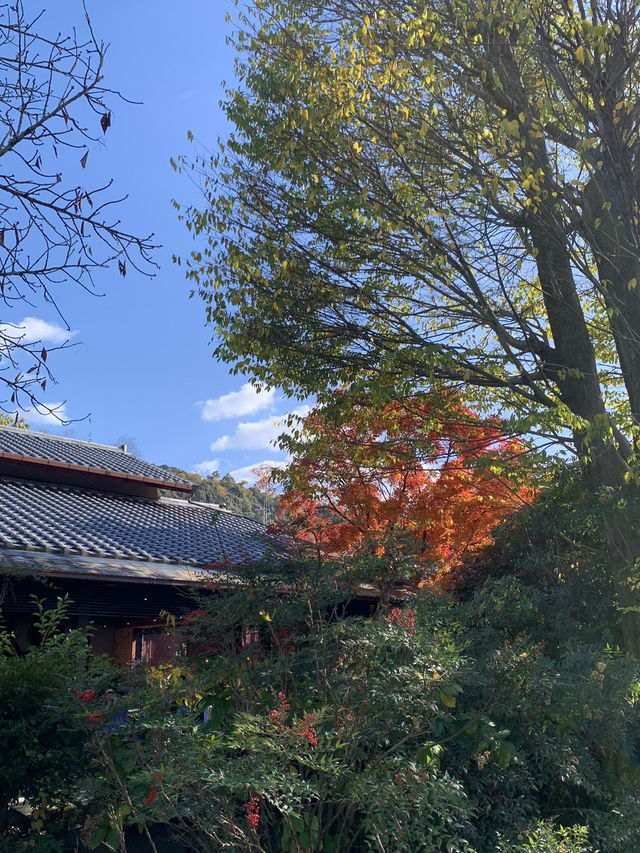 【京都🇯🇵】紅葉🍁が美しい秋の永観堂へ