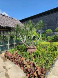 Budget Stroll Among Hanging Gardens and Bonsai