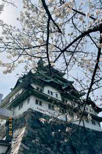 🪙黃金和老虎🐯！名古屋城與黃金帳壁畫