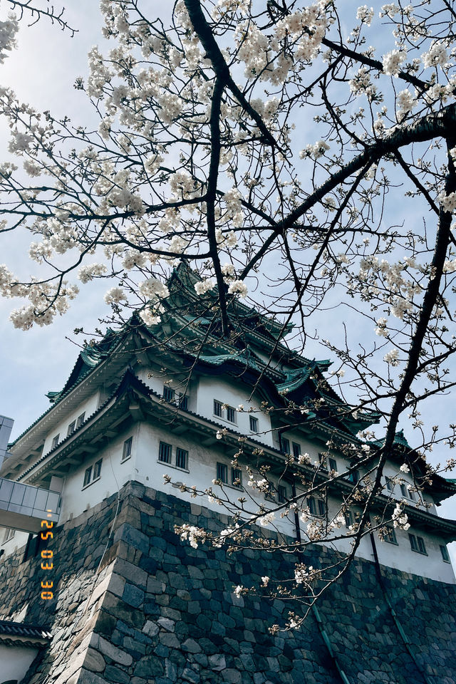 🪙黃金和老虎🐯！名古屋城與黃金帳壁畫