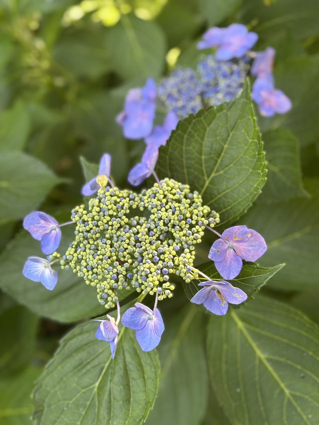 花に癒される！季節の花畑͛💠有名な観光地は？