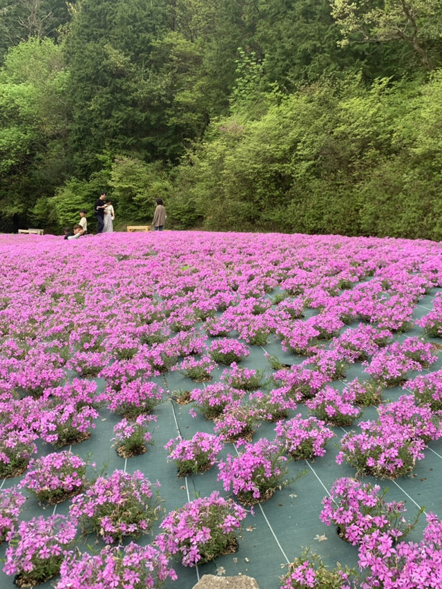 芝桜の花のじゅうたん❤️
