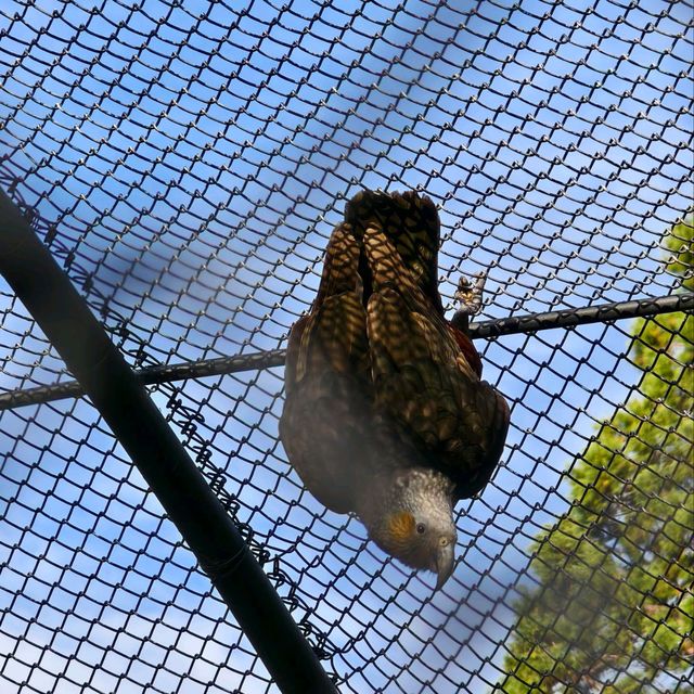 Enchanting Moments at Queenstown Kiwi Park