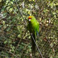 Enchanting Moments at Queenstown Kiwi Park