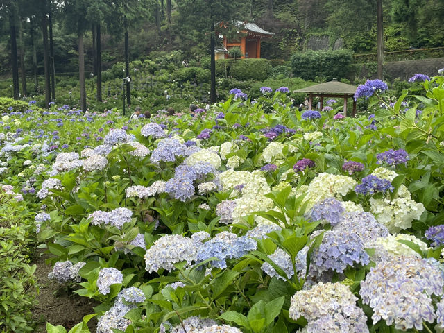 宇治人氣 過萬棵紫陽花 神社
