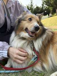 【群馬🐴】世界の名犬牧場で触れ合い放題🐶💕