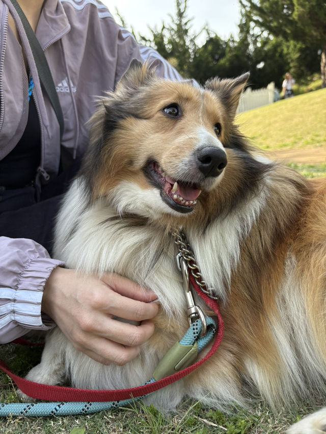 【群馬🐴】世界の名犬牧場で触れ合い放題🐶💕
