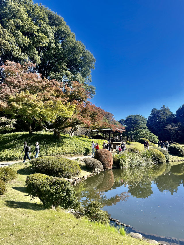 도심 속 단풍 정취🍁 신주쿠 교엔 가을 산책