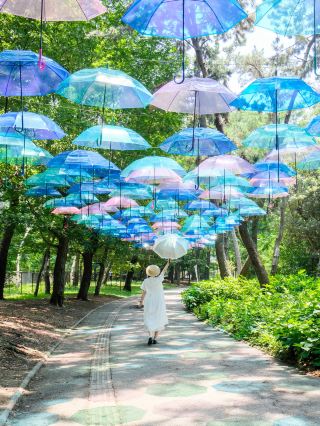 【Osaka】Famous Hydrangea Spot and Enjoy the Umbrella Sky.