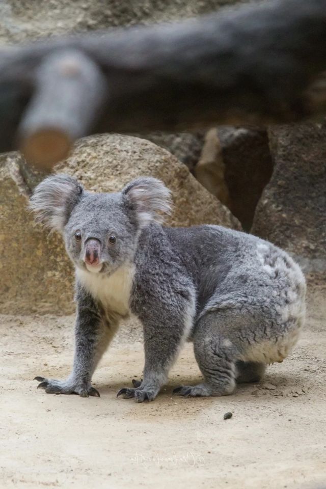 ～濱松市動物園～生命交響曲～