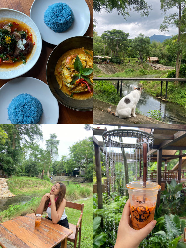 Montra Cafe ไร่วังบอน คาเฟ่ลับกลางป่า ฟีลดี 