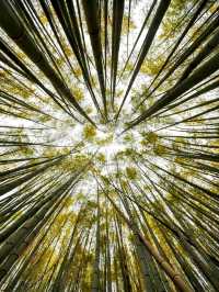 Calm Moments at Arashiyama Bamboo Grove