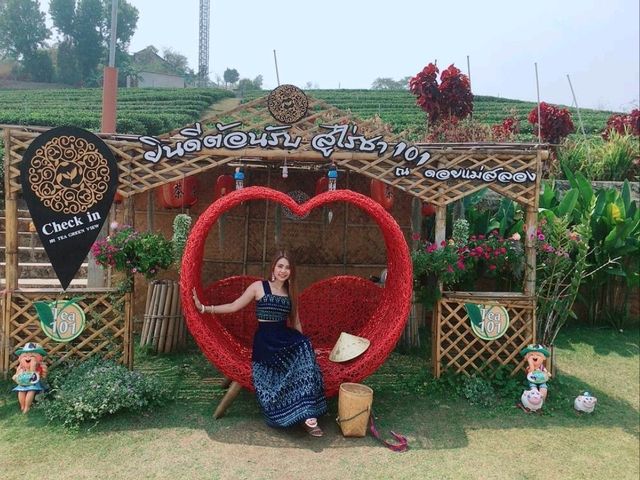 ไร่ชา 101 ดอยแม่สลอง