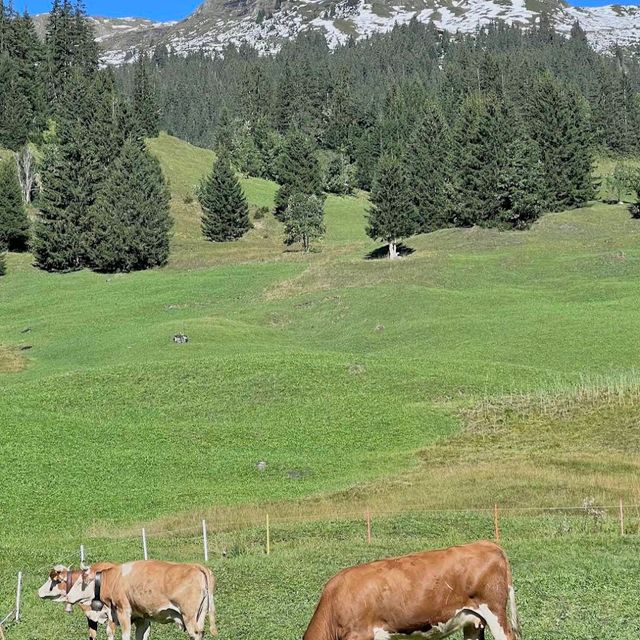 Grindelwald First – Trottibike & Zipline