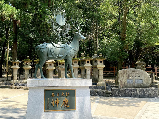Nara City Walk: A Day of Deer and Wanderlust! 🦌🚶‍♀️