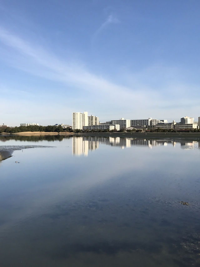 【千葉　習志野　谷津干潟公園と谷津バラ園】 