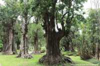 สวนช้างทองเฮอริเทจ สวนไม้โยราณเชียงใหม่