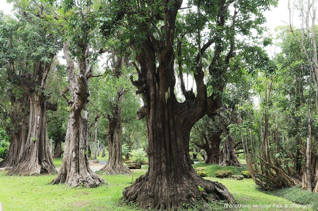 สวนช้างทองเฮอริเทจ สวนไม้โยราณเชียงใหม่