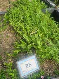 喺繁華嘅石屎森林中,有機會走入大自然,絕對可以令人身心放鬆