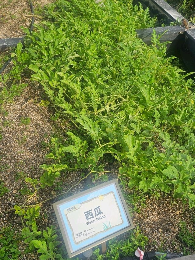 喺繁華嘅石屎森林中,有機會走入大自然,絕對可以令人身心放鬆