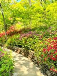 Whispers of Nature: A Walk Through Hwadam Forest