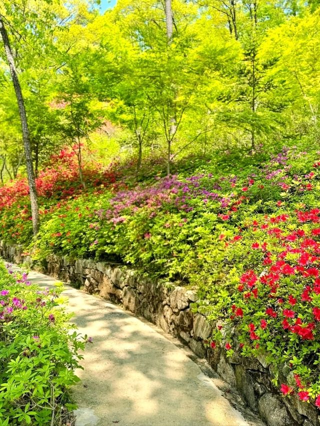 Whispers of Nature: A Walk Through Hwadam Forest