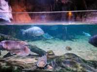 Exploring SEA LIFE