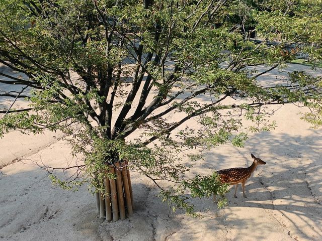都市綠洲，首爾林的自然公園。