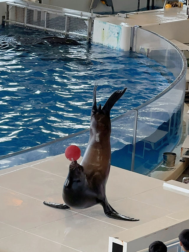 【茨城】期間限定✼SUMMER AQUAWORLD2025