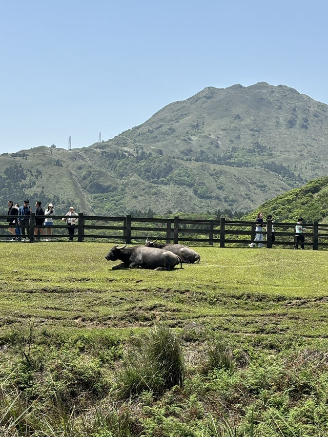 Qingtiangang grassland 