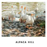🦙 Alpaca Hill – ฟาร์มสุขใจในสวนผึ้ง