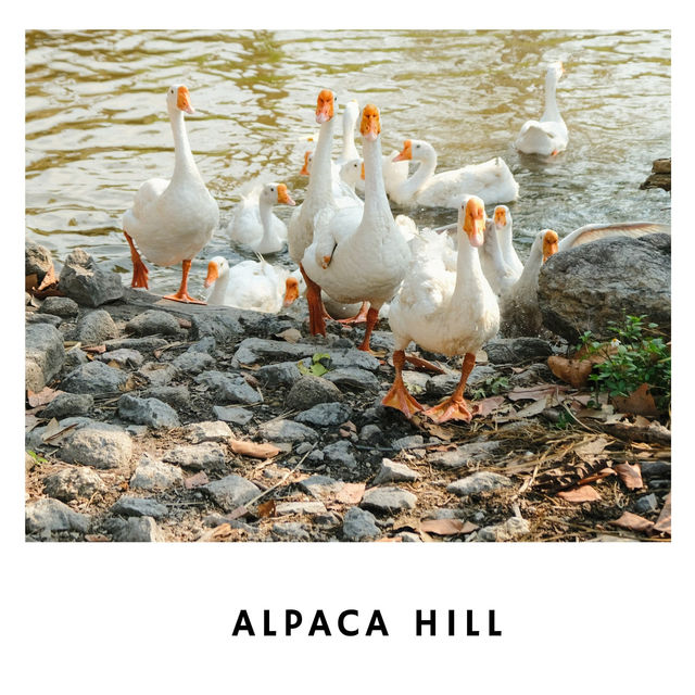 🦙 Alpaca Hill – ฟาร์มสุขใจในสวนผึ้ง