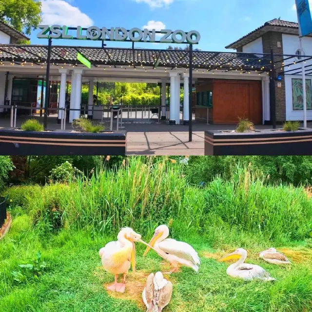 London Zoo🐅🐆🦧🦍🐒❤️❤️❤️