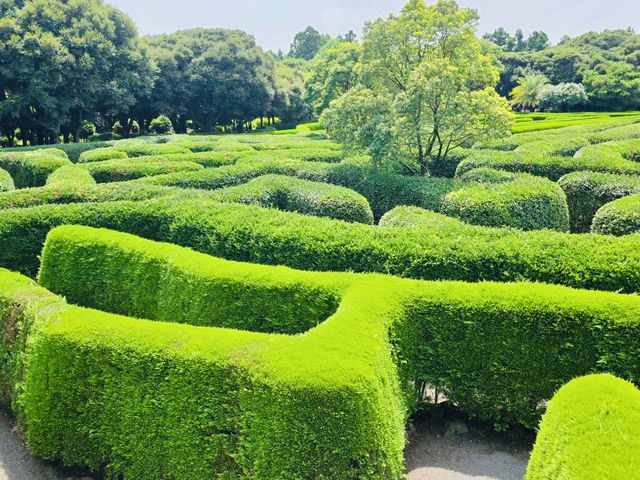 A Thrilling Challenge in Jeju's Green Labyrinths