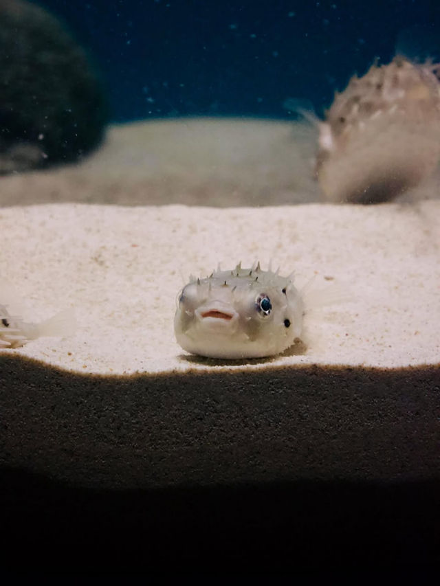 🐠海響館｜フグの街・下関ならではのユニークな水族館体験！