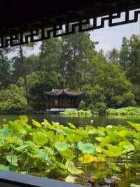 Peak Bloom Alert – July’s Lotus Finale！