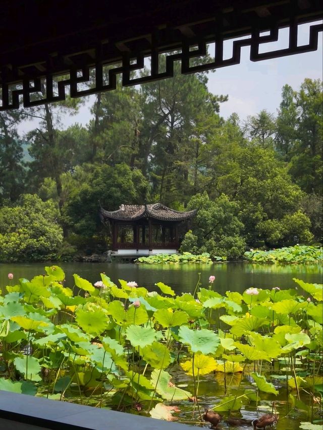 Peak Bloom Alert – July’s Lotus Finale！