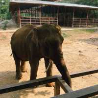 ป้อนอาหารช้าง ปางช้างไทรโยค จังหวัดกาญจนบุรี 🐘