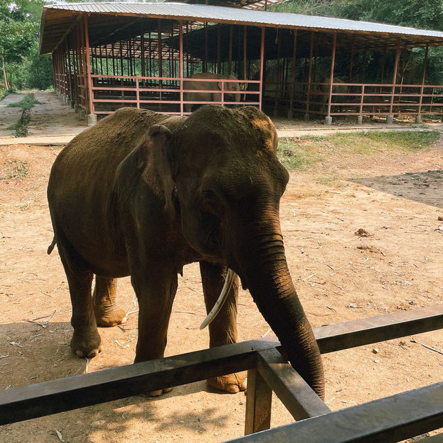 ป้อนอาหารช้าง ปางช้างไทรโยค จังหวัดกาญจนบุรี 🐘