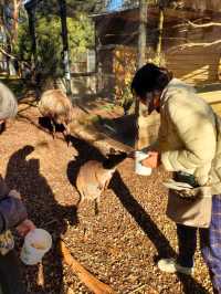 WARRNAMBOOL WILDLIFE ENCOUNTERS