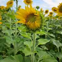 夏色に染まる🌻笑顔あふれる「はがた農園」
