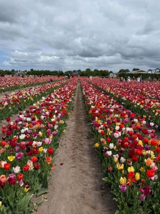 Blooming Beauty at The Tulip Barn in Hillegom