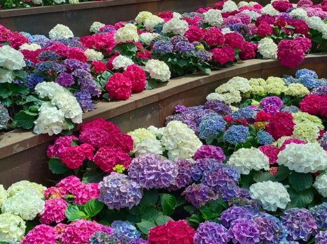 สวนดอกไม้เมืองหนาว นิทรรศน์พรรณพฤกษา จ.ระยอง