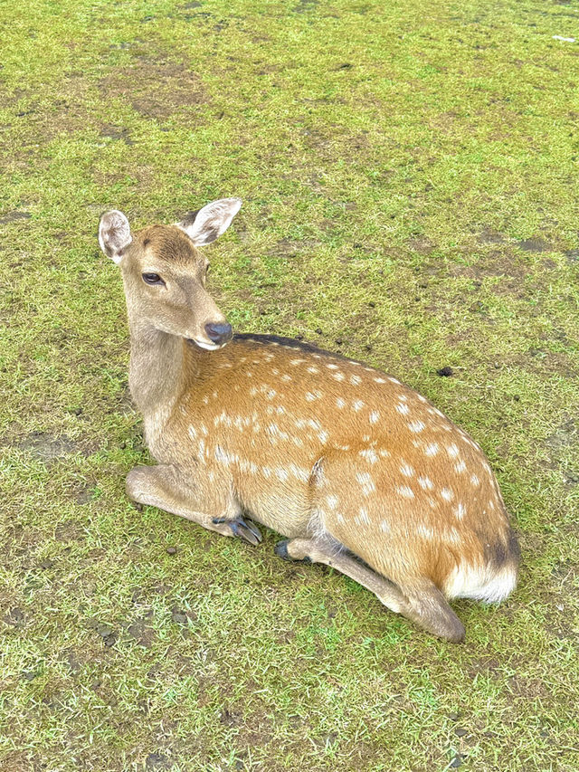 🗓 나라공원 당일치기 코스