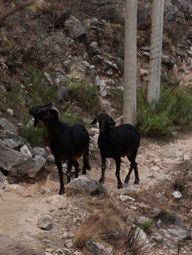 Hiking Tiger Leaping Gorge: An Epic Journey Through One of the World’s Deepest Canyons