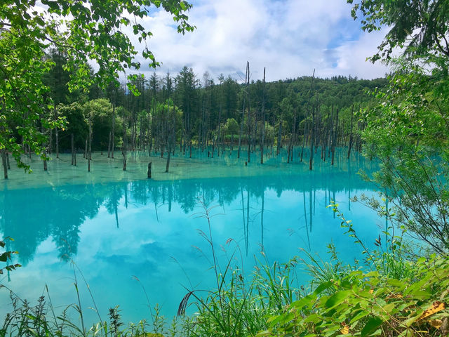 【北海道】彩りどりの自然の色に癒される富良野