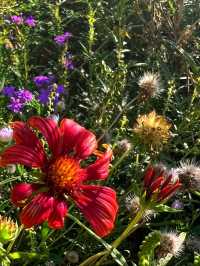 🌵 Desert Botanical Garden – A Living Treasure in Phoenix 🇺🇸